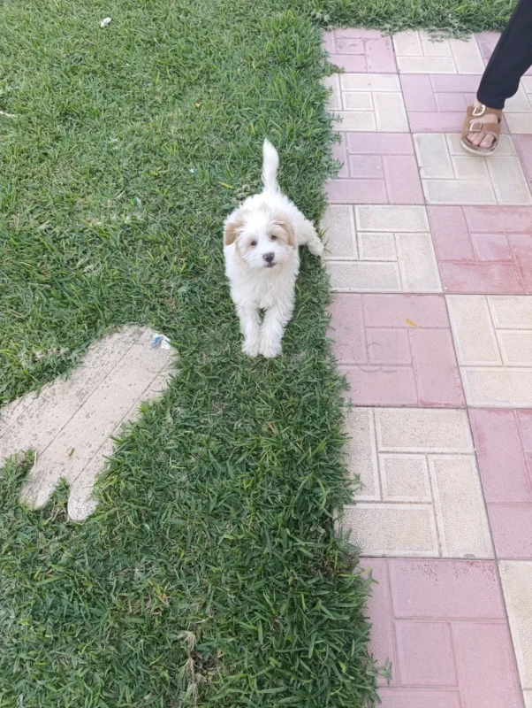 Caniche bichon - Miniature 2