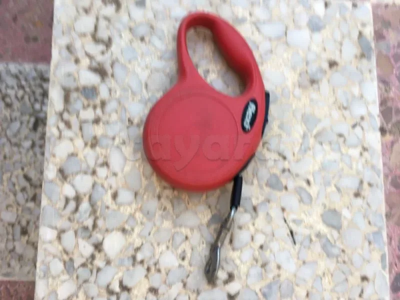 laisse pour petit chien
