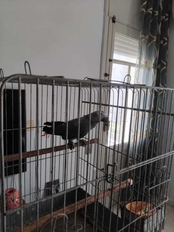 Perroquet Gris de Gabon