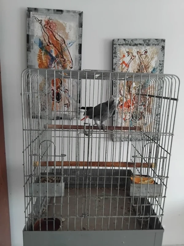 Perroquet Gris de Gabon - Miniature 2