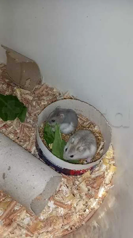hamster russe - Miniature 2