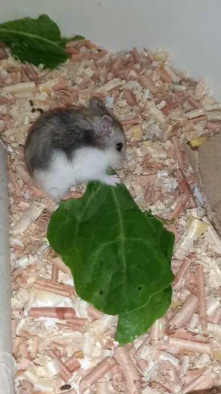 hamster russe - Miniature 4