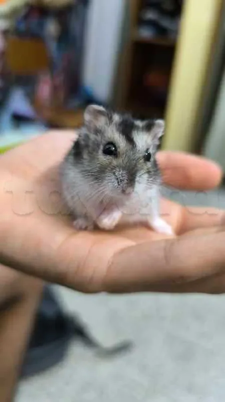 hamster russe - Miniature 5