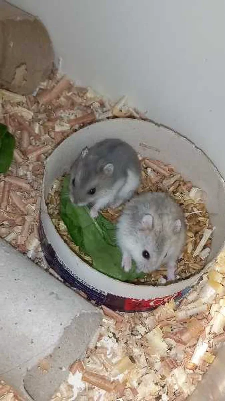hamster russe