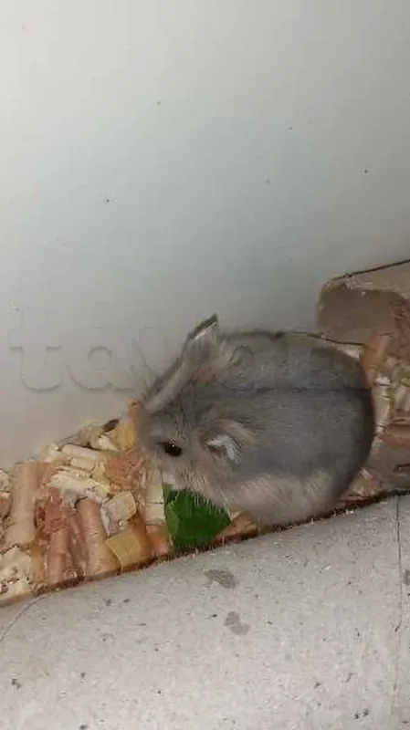 hamster russe - Miniature 3
