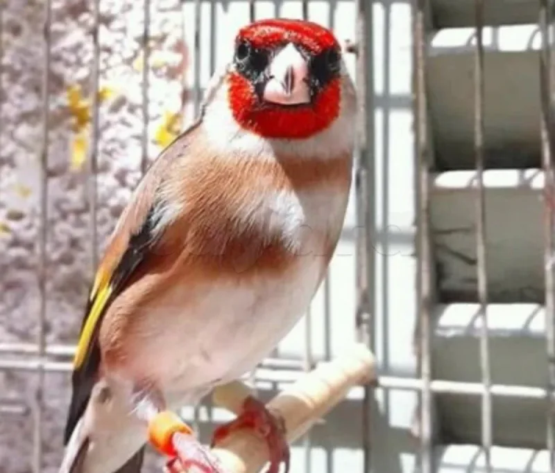 مقنين