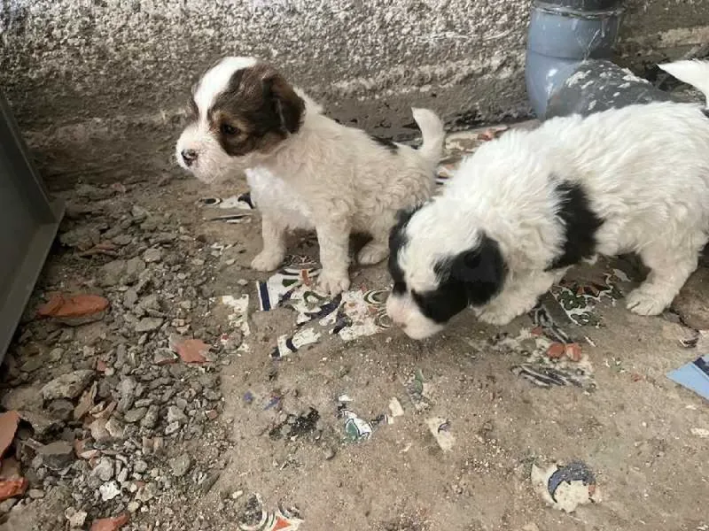magnifique chiots caniches - Miniature 2