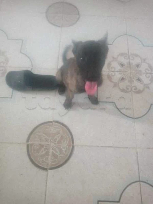 a vendre malinois charbone couple