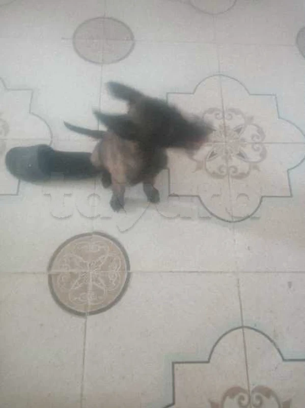 a vendre malinois charbone couple - Miniature 3
