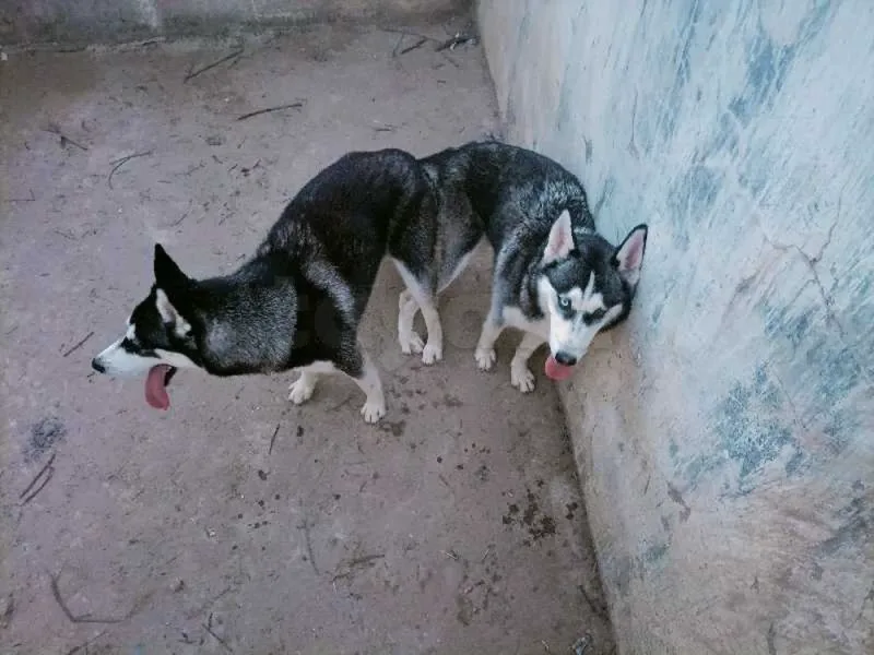 couple chien Haski 
الأنثى عشرى