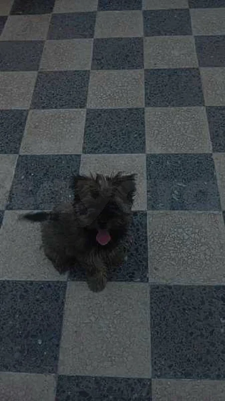caniche Pichon - Miniature 2
