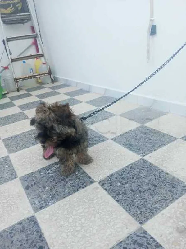 caniche Pichon - Miniature 4