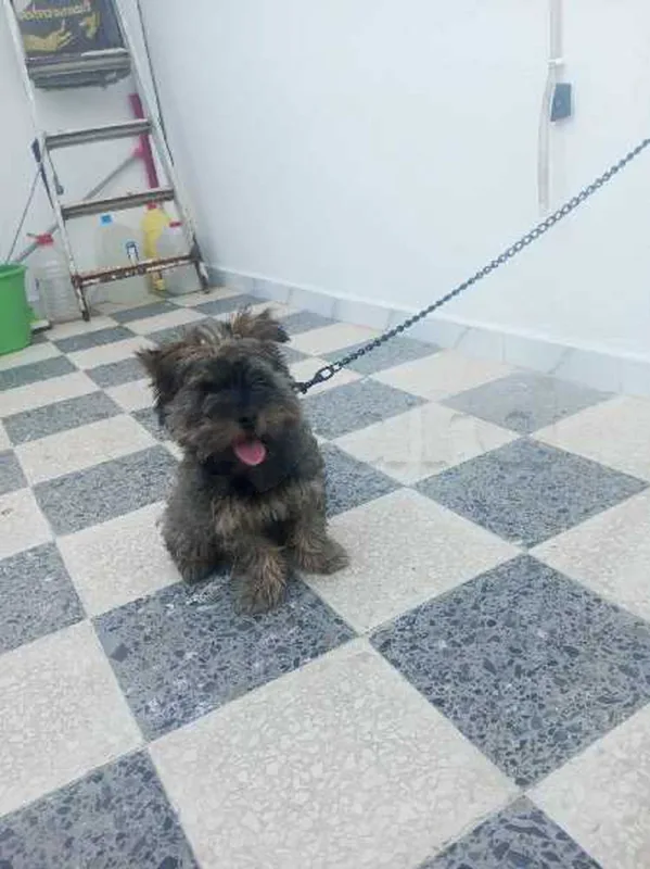 caniche Pichon - Miniature 5