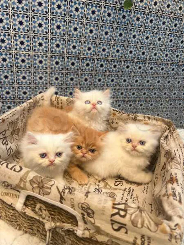 A vendre 4 femelle persan
