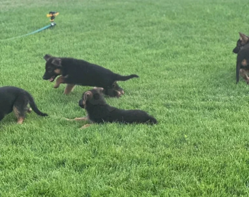 chien berger allemand race pure - Miniature 2