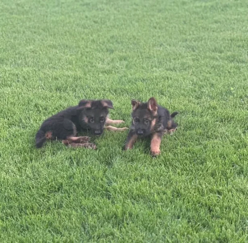 chien berger allemand race pure - Miniature 3