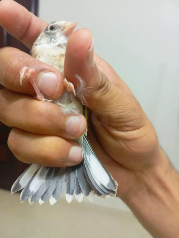 Oiseau mo9nin - Miniature 2
