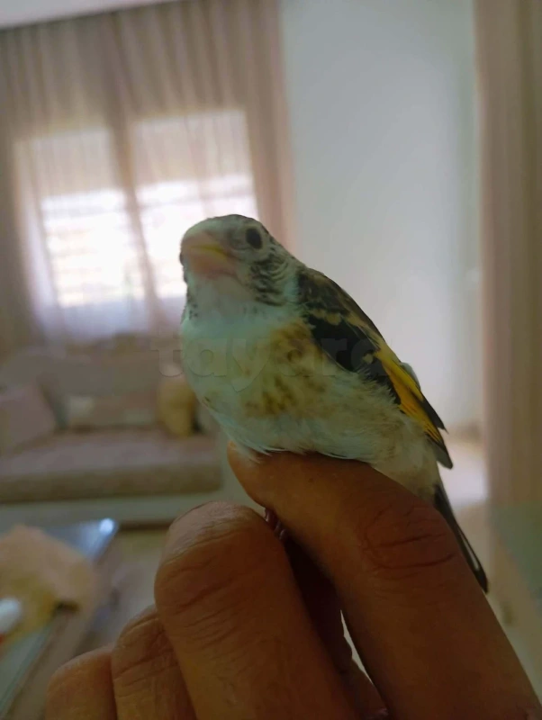 Oiseau mo9nin - Miniature 3