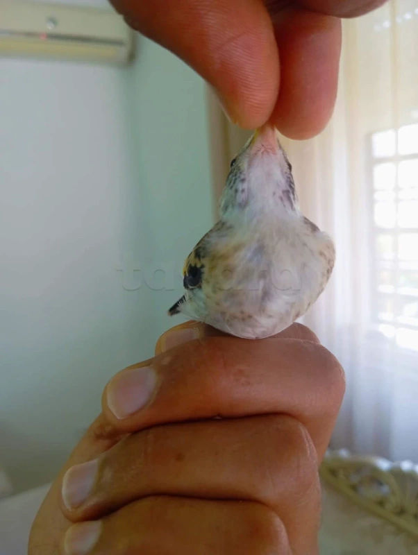 Oiseau mo9nin - Miniature 4