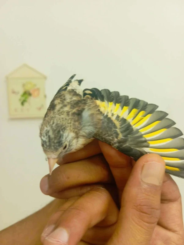 Oiseau mo9nin - Miniature 5