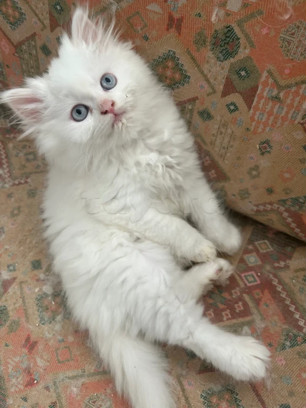chatons persan à vendre