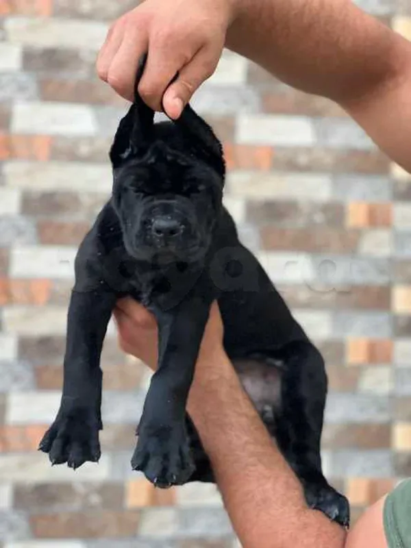 cane corso