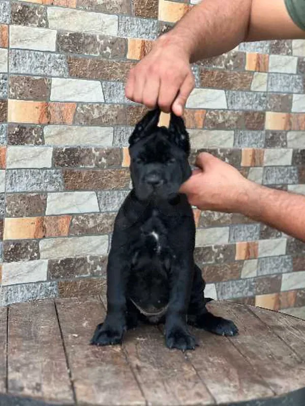 cane corso - Miniature 2