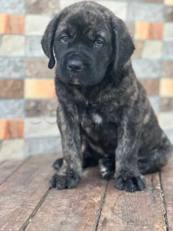 cane corso - Miniature 4