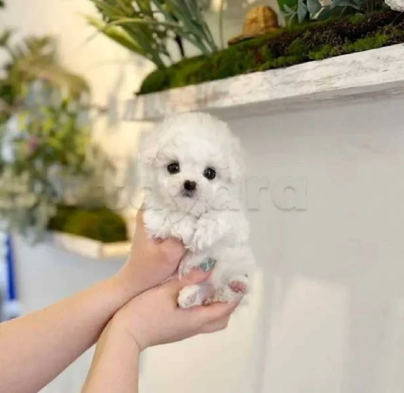 Bichon chien de poche  caniche nain
 age 2 mois
protocole de vaccination a jour 
Livraison  possible pour tt la Tunisie 
92 425 538 - Miniature 4