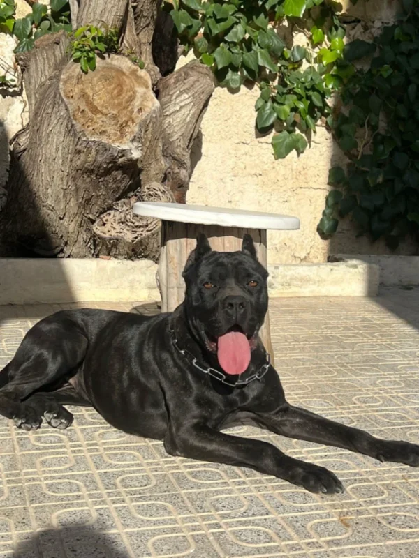 Chiots cane corso