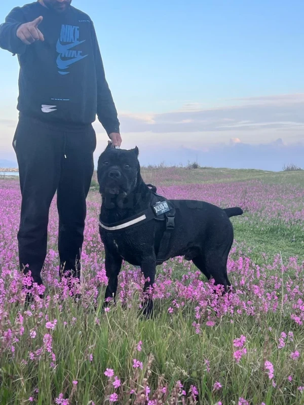 Chiots cane corso - Miniature 2