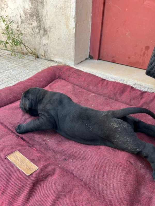 Chiots cane corso - Miniature 4