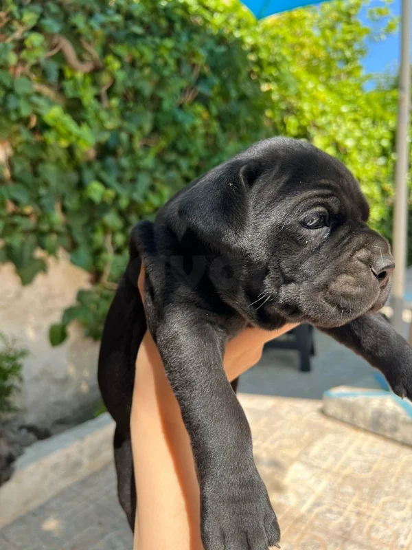 Chiots cane corso - Miniature 5