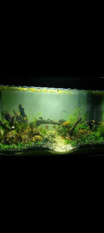 aquarium 300L + accessories - Miniature 5