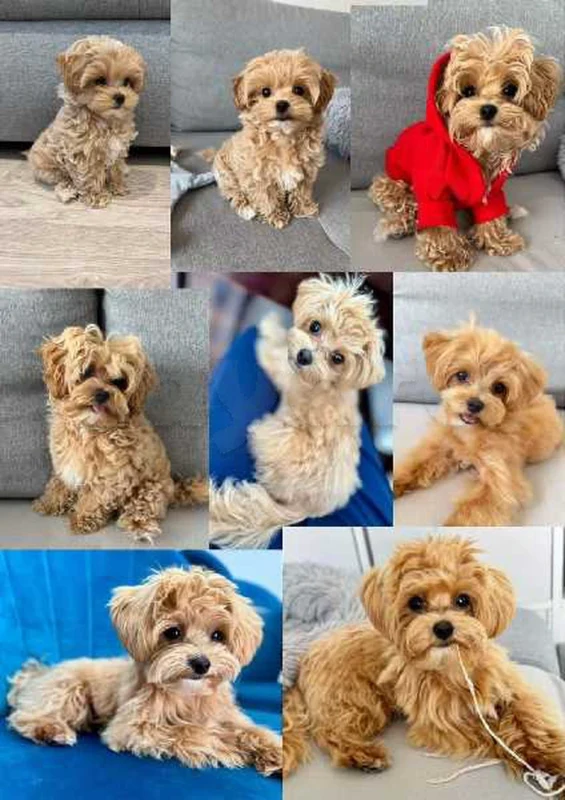 Bichon chien de poche  caniche nain
 age 2 mois
protocole de vaccination a jour 
Livraison  possible pour tt la Tunisie 
92 425 538