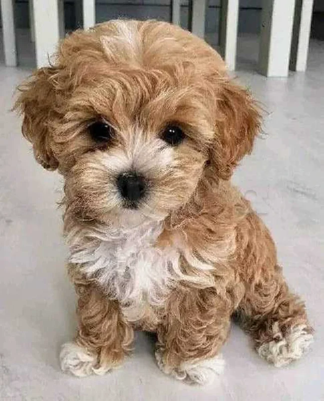 Bichon chien de poche  caniche nain
 age 2 mois
protocole de vaccination a jour 
Livraison  possible pour tt la Tunisie 
92 425 538 - Miniature 2