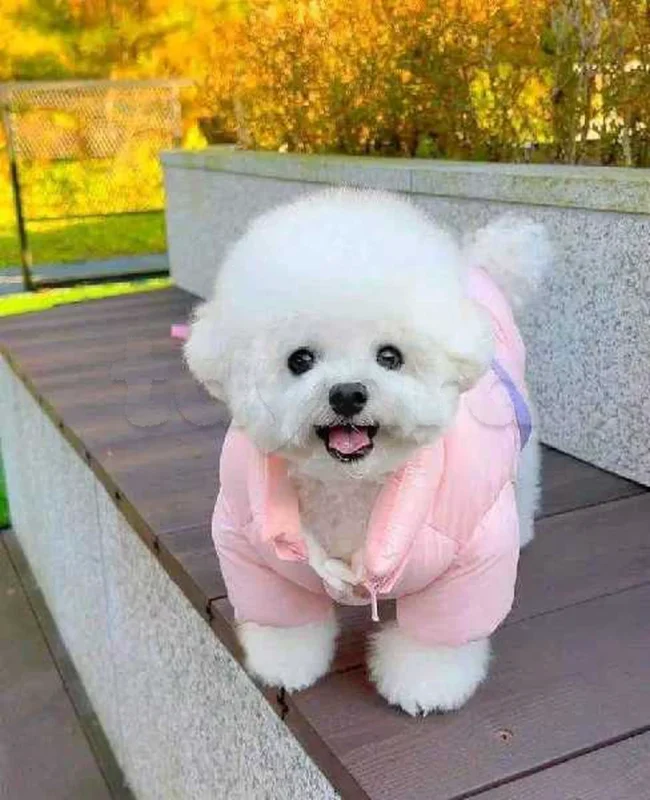 Bichon chien de poche  caniche nain
 age 2 mois
protocole de vaccination a jour 
Livraison  possible pour tt la Tunisie 
92 425 538 - Miniature 4