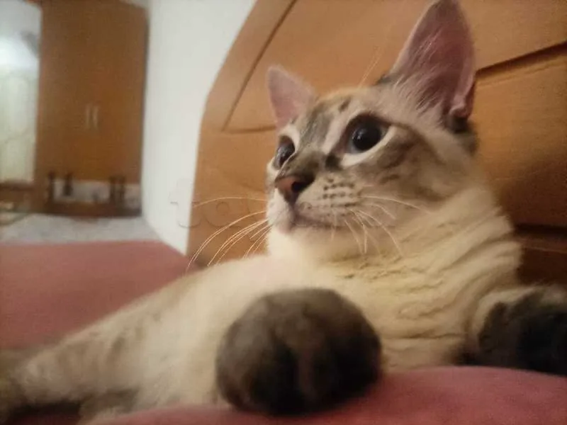 chat siamois