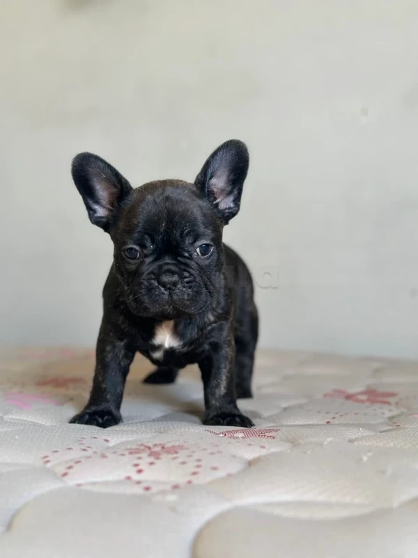 chiot bulldog français a vendre
