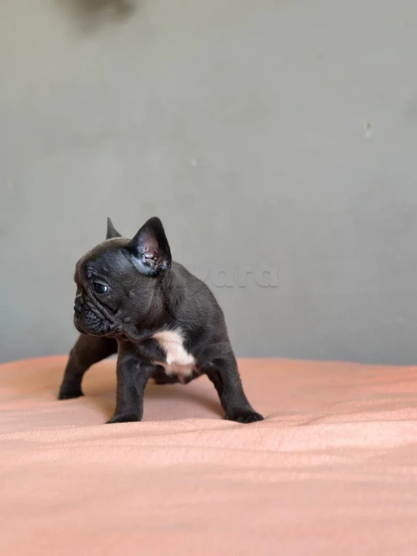 chiot bulldog français a vendre - Miniature 3