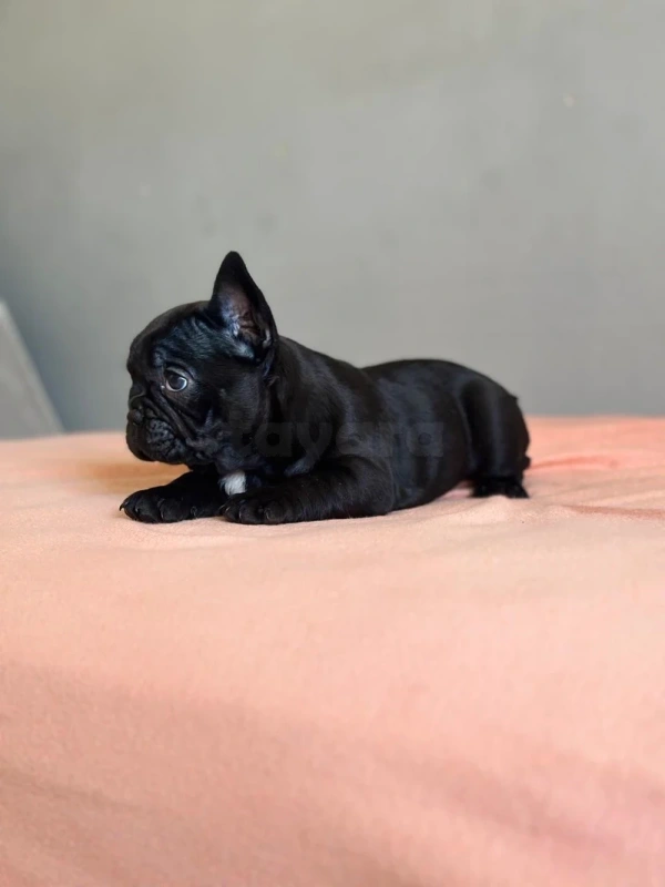 chiot bulldog français a vendre - Miniature 4