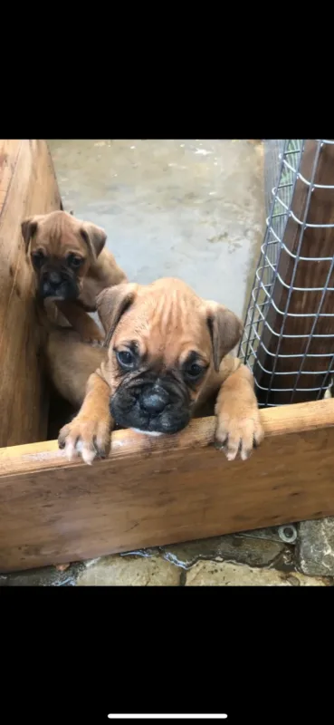 BOXER chiots à vendre