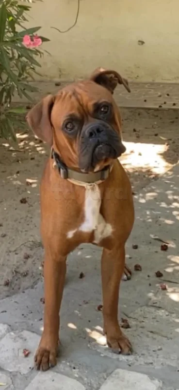 BOXER chiots à vendre - Miniature 2