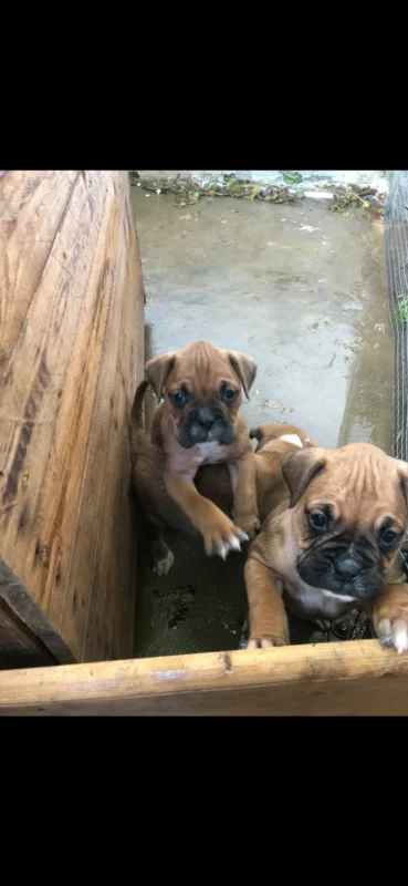 BOXER chiots à vendre - Miniature 3