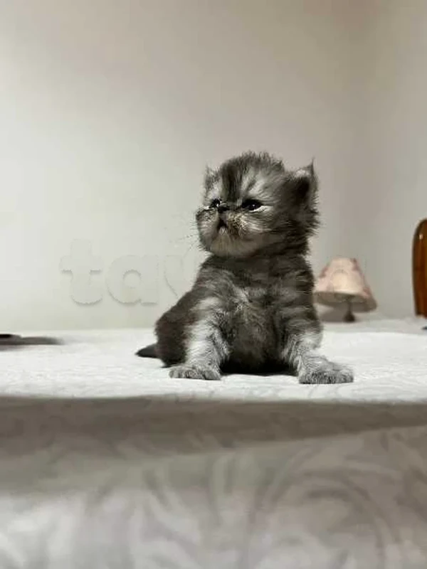 Chaton persan