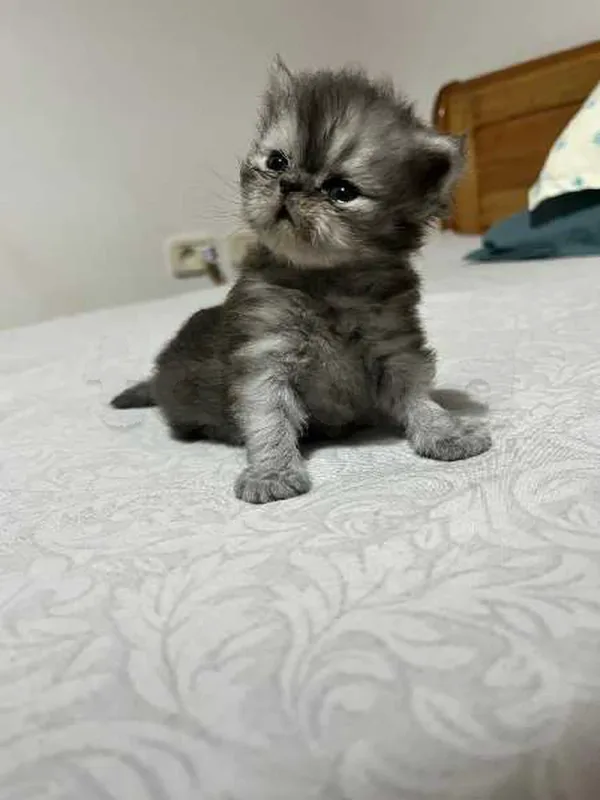 Chaton persan - Miniature 2