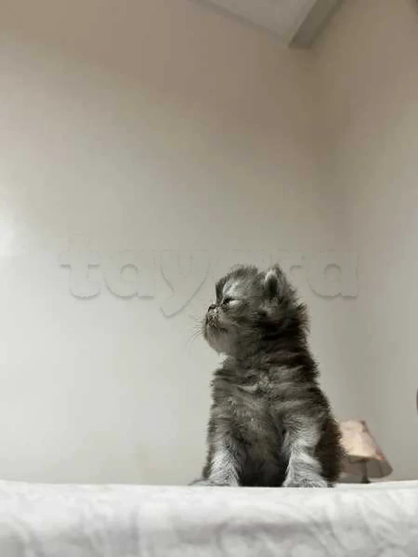 Chaton persan - Miniature 3