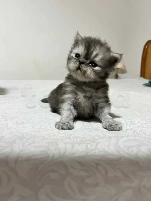 Chaton persan - Miniature 4