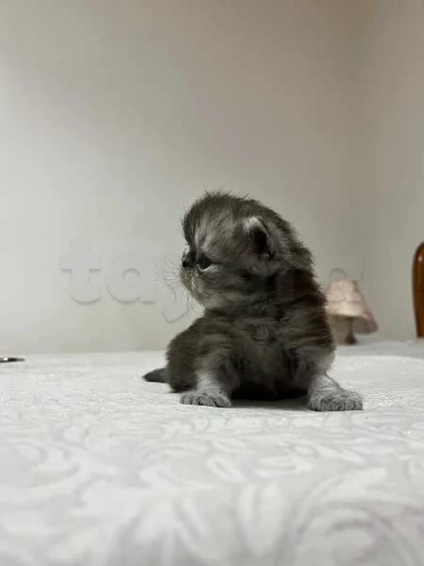 Chaton persan - Miniature 5