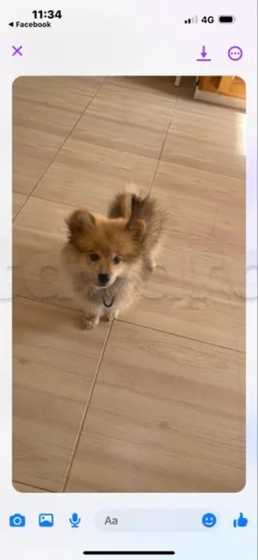 spitz allemand male